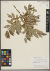 Foto von Salix pseudomonticola C. R. Ball